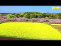 ドローン 空撮 🚀 過去撮影 宮崎県西都市西都原　桜と菜の花　drone aerial photography