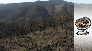 Hard Winter : The long road to recovery after Australia's bushfires