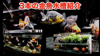 【金魚水槽】久しぶりにコストコのスチールラックの水槽を紹介。