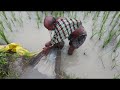 ଏ ବର୍ଷ ବିଲ ରେ ପ୍ରଥମ ମାଛ ଧରା କେରାଣ୍ଡି ll village fish morning କେରାଣ୍ଡି ମାଛ