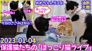 2023ｰ01−04 保護猫たちの「ほっこり猫ライブ」ハッチ＆マック＋黒猫めめ Cat live Stream in Japan -Cat Life TV