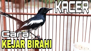 KEJAR BIRAHI BURUNG KACER (GINI CARANYA)