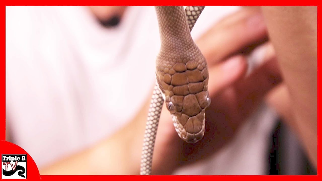 Scrub Pythons Ep 82 Youtube