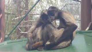 ジェフロイクモザル,旭川市旭山動物園,Black-handed spider monkey,Asahiyama Zoo,Hokkaido,Japan