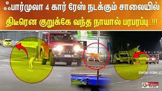 ஃபார்முலா 4 கார் ரேஸ் நடக்கும் சாலையில் திடீரென குறுக்கே வந்த நாயால் பரபரப்பு..!!!