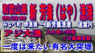 #60和歌山県田辺市新芳養はや漁港一度は来たい有名大突堤アジ大漁約１時間３０分入れ食い状態規模の大きいきれいな漁港魚が良く釣れる漁港ファミリー家族サビキ釣りに良車横付け釣り出来ます