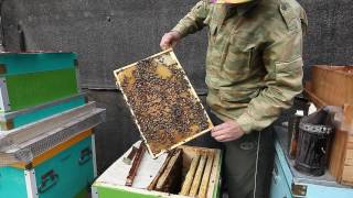 Карника F1 на Южном Урале, весеннее развитие после затяжного похолодания.  Beekeeping