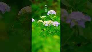 #癒し動画 #癒し #紫陽花 #shorts