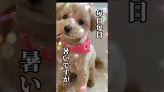 残暑お見舞い申し上げます　＃残暑見舞い動画2024無料　　＃ラインで送る残暑見舞い　＃残暑見舞いかわいい