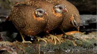 ♪鳥くん野鳥動画（タイ編）＝チャムネミヤマテッケイBar-backed Partridge