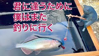 君に逢うために僕はまたタナゴ釣りに行く！ 【tanago micro fishing】@sawayakastyle