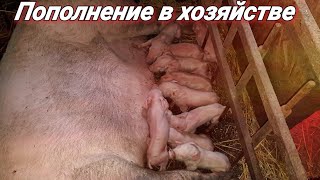 МНОГО поросят, куда девать!Приёмная мать,процедуры с малышами после рождения!