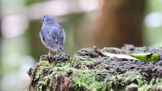 Snowy-browed Flycatcher 棕胸蓝姬鹟