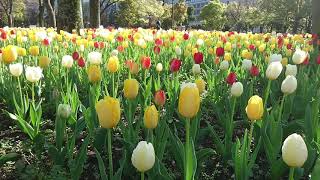 Tokyo Hibiya park nemophila, tulip, cherryblossoms 日比谷公園の春 2020年４月１週