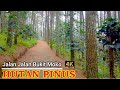 Jalan Jalan Ke Dalam Hutan Pinus Bukit Moko - Walking Around Bandung 4K