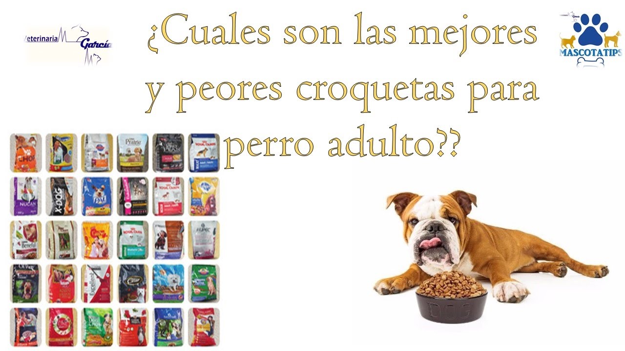 ¿CUALES SON LAS MEJORES CROQUETAS PARA PERRITOS? - YouTube