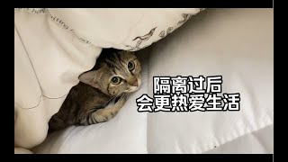 疫情主人在厂里隔离了一个月，猫在出租屋里都饿瘦了一圈