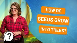 How do seeds grow into trees? | But Why Bites