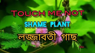 Mimosa pudica ।। Touch me not ।। লজ্জাবতী গাছ।। #shame plant #mimosa #touch me not #sensitiveplant