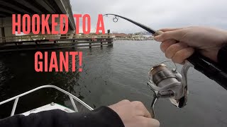 HOOKED INTO A GIANT WEAKFISH!