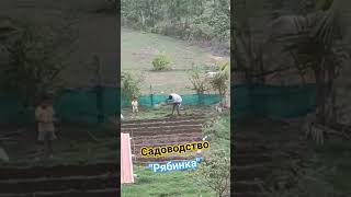 Садоводство в Индии #шортс #сад #goa