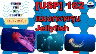 [USP] 162 Jellyfish แมงกะพรุน