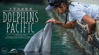 《Dolphins Pacific 太平洋海豚灣》公益紀錄片 Documentary short