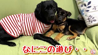 【野犬　子犬　保護犬 子猫】なにこの遊び・・