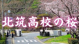 北筑高校に植えられた嘉代子桜と親子桜　長崎原爆投下で亡くなった女学生の平和の祈り