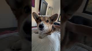 My corgi wants his breakfast!