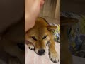 ちからいっぱいの【お手】‼️ 柴犬コンちゃん 柴犬 癒し動画 shorts