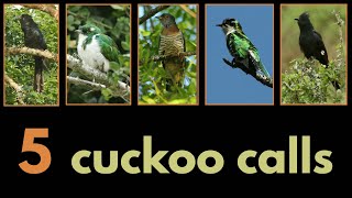 5 CUCKOO CALLS - Diederik, Klaas's, Jacobin, Black and Red-chested Cuckoo