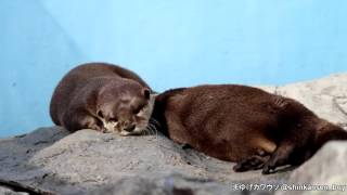 姫路セントラルパークのコツメカワウソ その6　～ときどき顔を見せるテンピ～ 2015/10/17