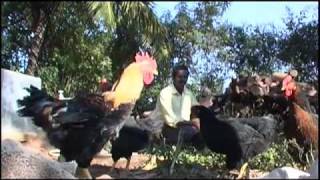 The Giri Raja chicken: a new hope for India's smallholders