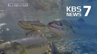 돌아온 어미 연어…국내 최대 회귀지 들썩 / KBS뉴스(News)