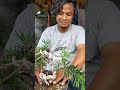 Pembentukan dasar bahan bonsai lohansung