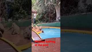 Monkey bathing in the pool #shorts