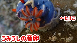 【磯遊び】ウミウシの産卵の様子と謎のウミウシとへんなカニ【ウミウシ探し】