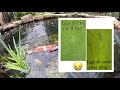 koi pond natural spawning koi breeding koi mating a beginner’s note 錦鯉池產卵 hồ cá koi sinh sản