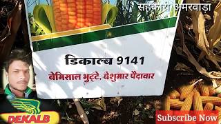 डिकाल्ब मक्का की उपज को लेकर किसान मित्रो को दी जानकारी // DEKALB 1941  संयोजक किसान मित्र