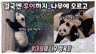 아침에 크게혼난 쌍둥이바오들🐼 퇴근시간 결국 후이가 큰마음 먹고 나무타기에 도전!