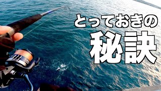 【完全保存版】どこでも大サゴシが釣れる方法！