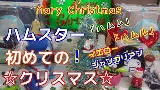 【ハムスター初めての！クリスマス☆】☆イエロー☆ジャンガリアン☆ハムスター☆ Hamster's first Christmas.