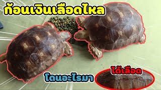 เต่าซูคาต้า - เกิดอะไรขึ้น⁉️ ก้อนเงินได้เลือด🩹/เต่ามีแผลถลอกที่กระดอง/เต่าเป็นแผล💊💊