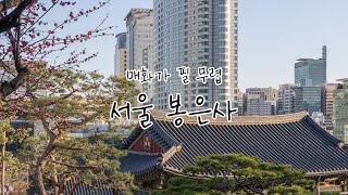 봉은사 한 바퀴, 2022년 홍매화 개화 상황