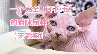 探访国内【斯芬克斯无毛猫】赛级猫舍，一个完全不掉毛的【猫咪品种】