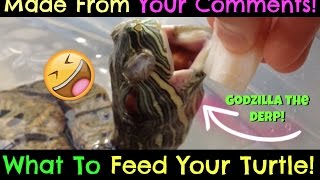 Turtle Adventures: What To Feed Your Turtle! (MADE FROM YOUR COMMENTS!)