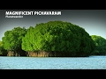 Pichavaram - Mangrove forest in Tamilnadu | Planetwander