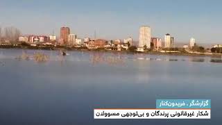 شکار غیرقانونی پرندگان و بی‌توجهی مسوولان