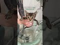 水道管に迷い込んだ子猫の救出